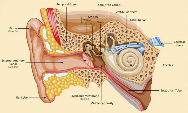 hearing aid fitting